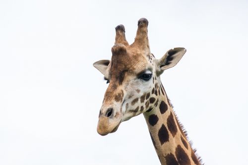 giraffe animal head