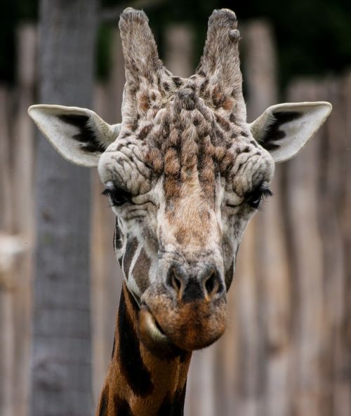giraffe animal horns