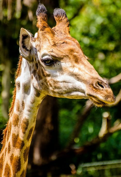 giraffe zoo animals