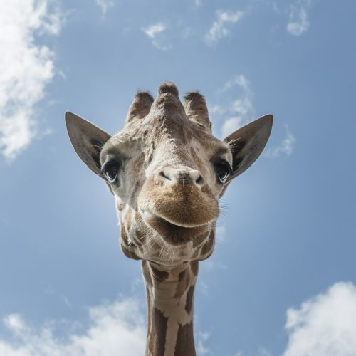 giraffe head close