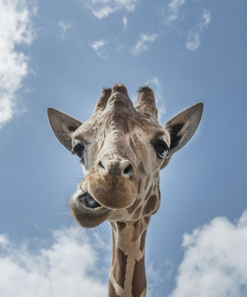 giraffe head mouth