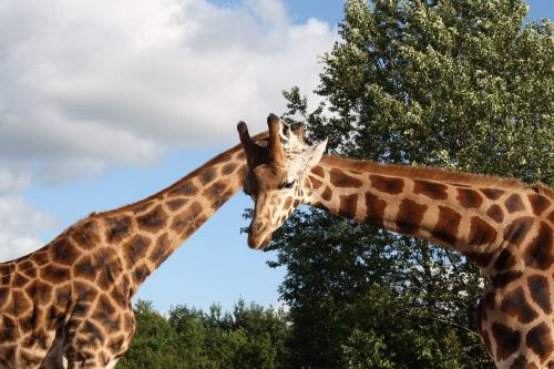 giraffe out zoo