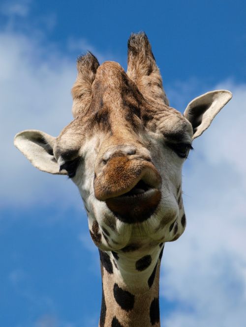 giraffe head wildlife park