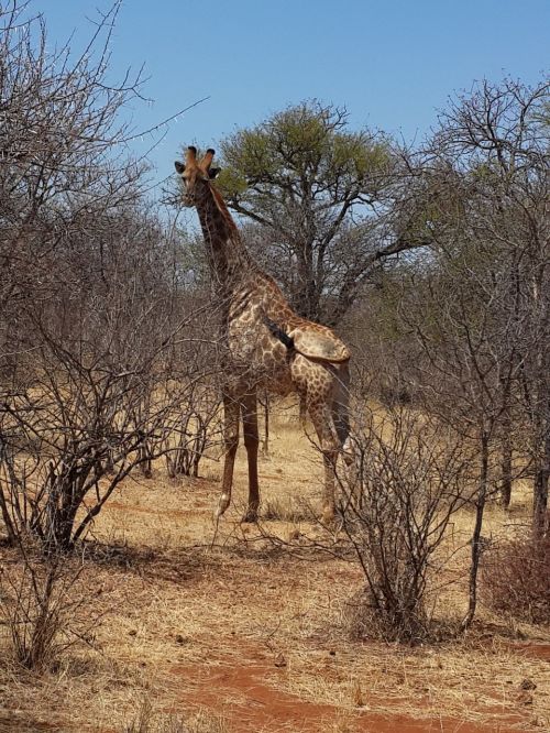 giraffe wildlife bush