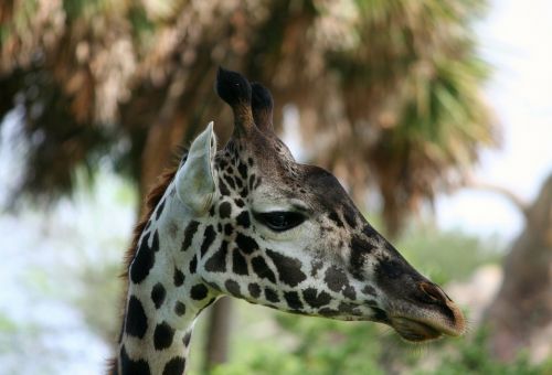 giraffe reticulated long neck