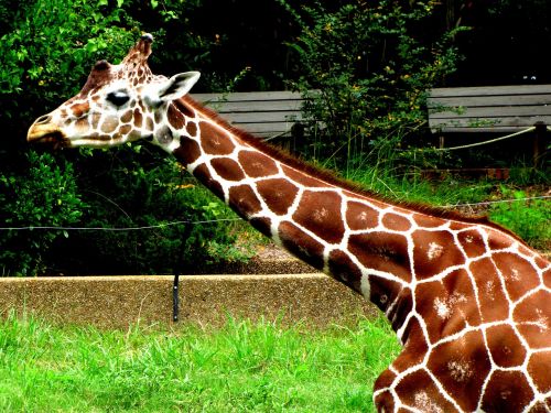 giraffe animal long neck