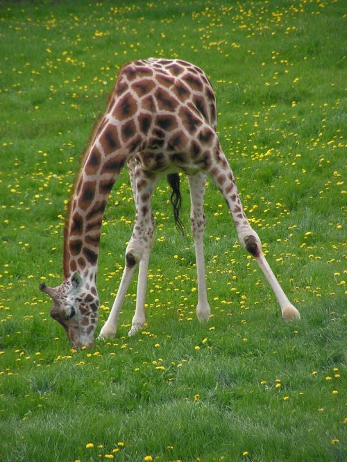 giraffe graze grass