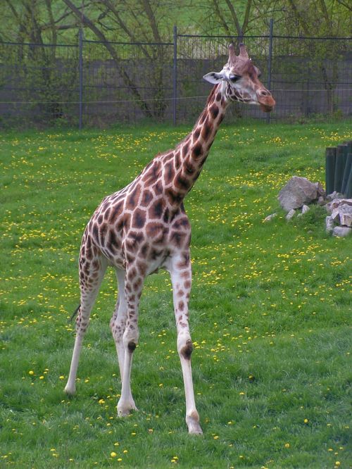 giraffe go step