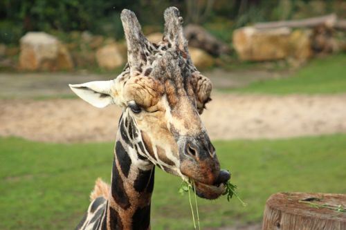 giraffe head big game