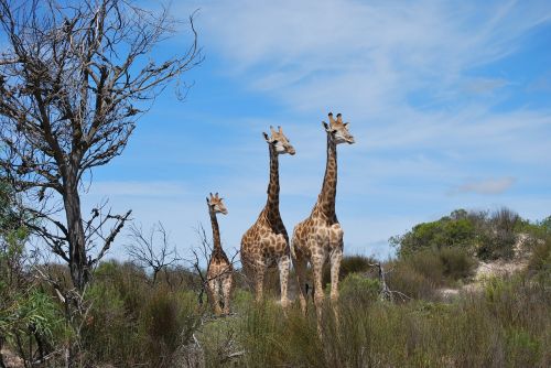 giraffe baby giraffe family