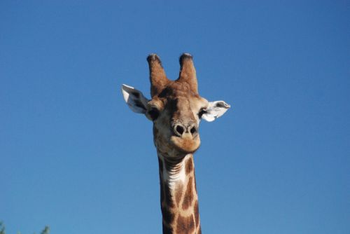 giraffe blue sky africa