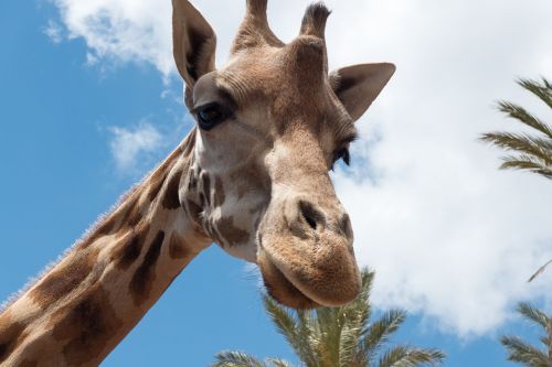 giraffe portrait zoo