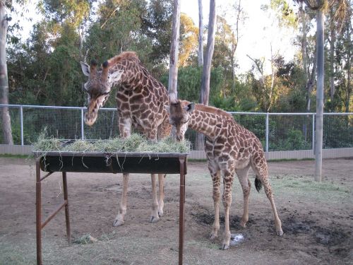giraffe zoo feeding time
