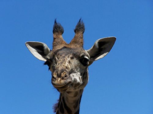 giraffe zoo head