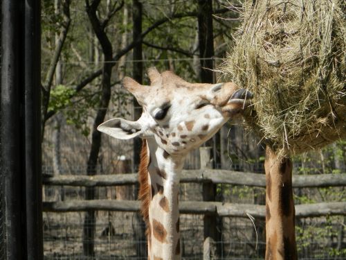 giraffe animal zoo