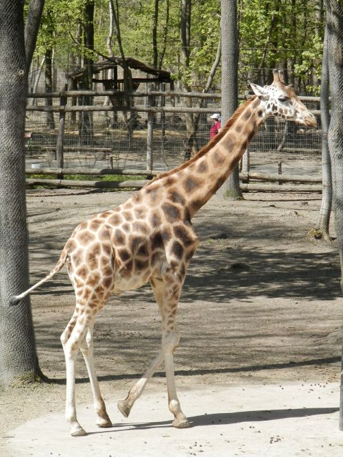 giraffe animal spotted