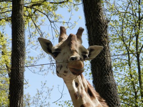 giraffe zoo animal