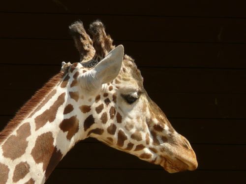 giraffe reticulated giraffe head