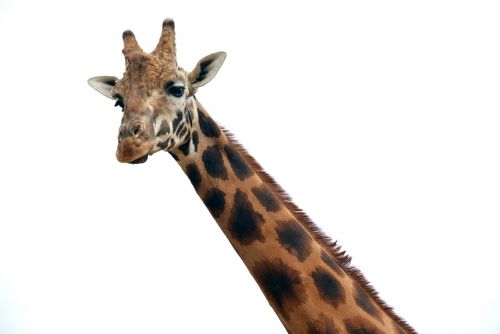 giraffe animal africa