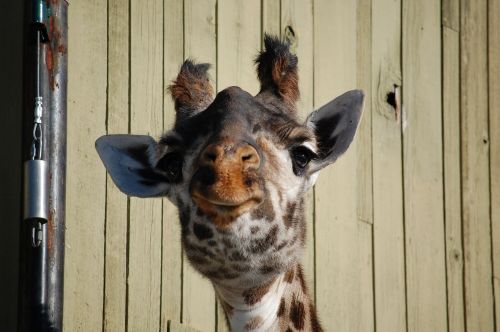 giraffe face zoo