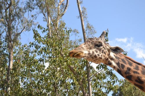 giraffe adult animal