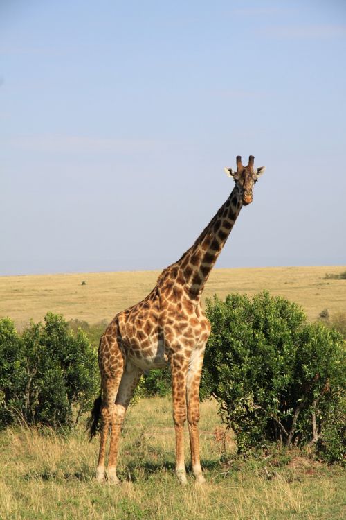 giraffe africa national park