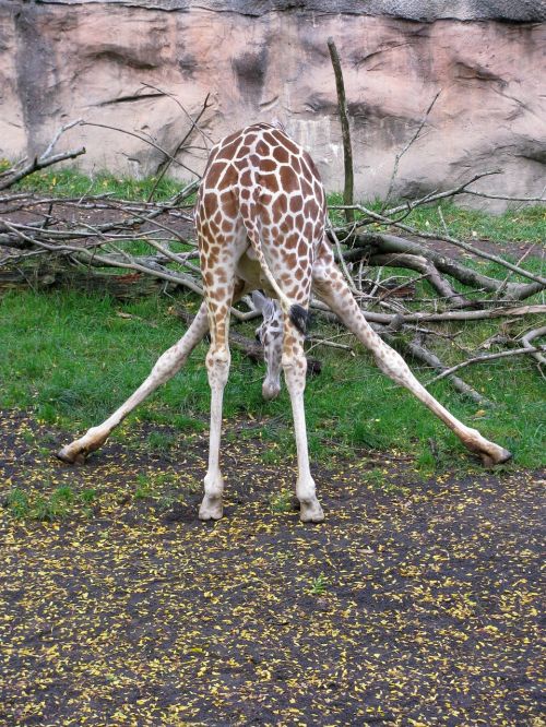 giraffe eating funny
