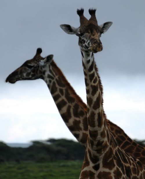 giraffe pair animals