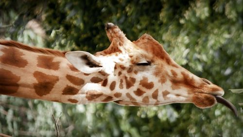 giraffe sleep funny