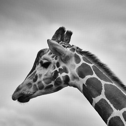 giraffe head black and white