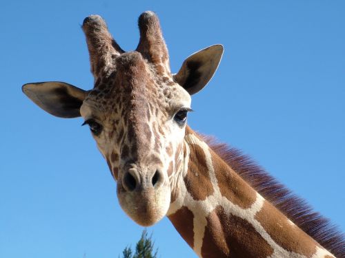 giraffe zoo animal portrait