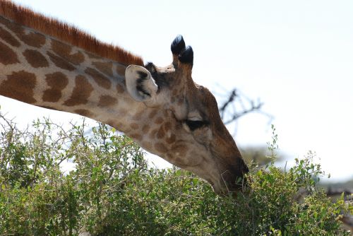 giraffe nature safari
