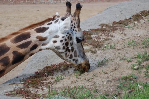 giraffe brown food