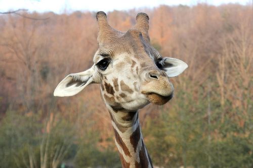 giraffe face animal