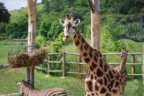 giraffe the prague zoo animal