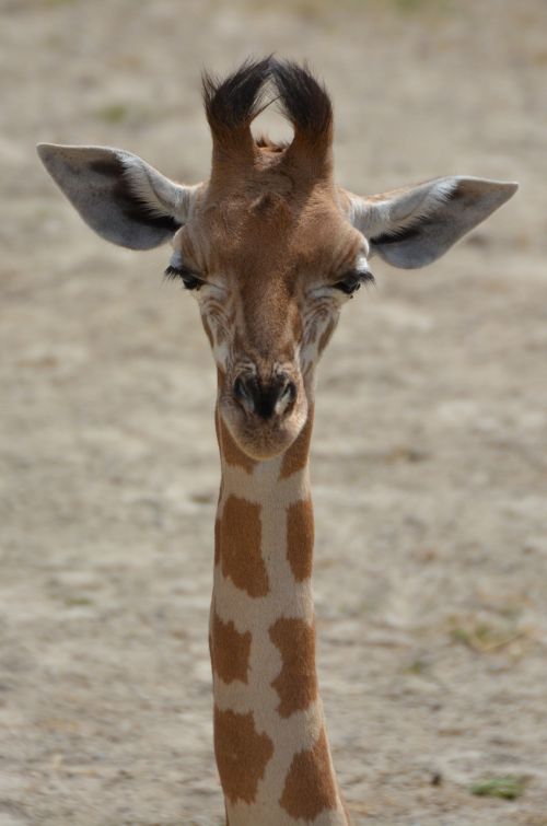 giraffe animal neck
