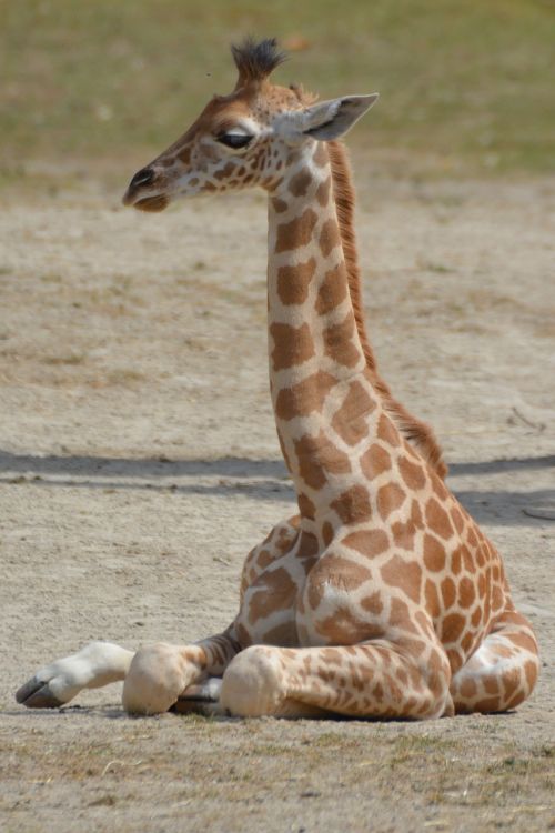 giraffe animal neck
