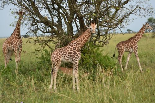 giraffe safari animal