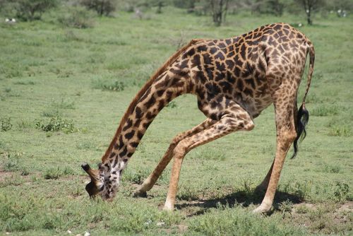 giraffe africa animals