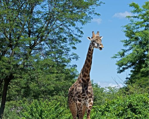 giraffe wildlife nature