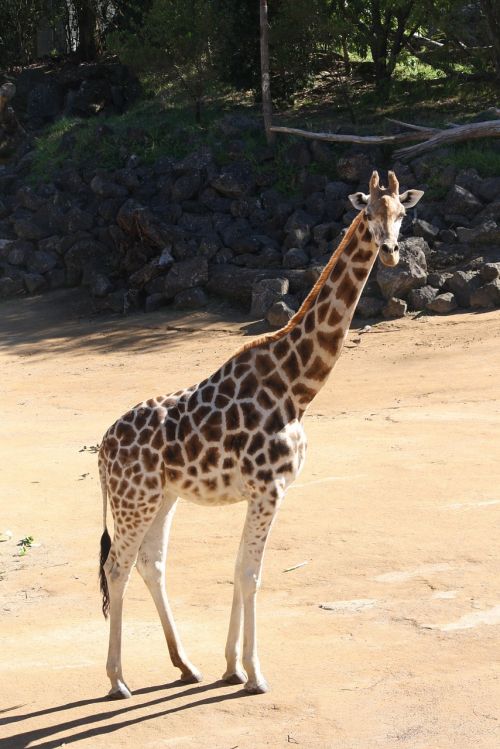 giraffe animal zoo