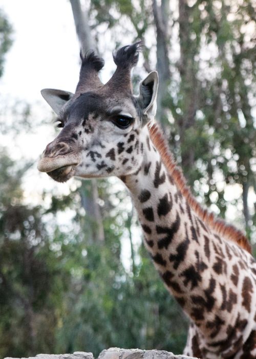 giraffe zoo wildlife