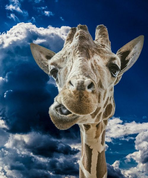 giraffe funny clouds