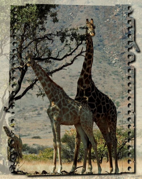giraffe wild animals