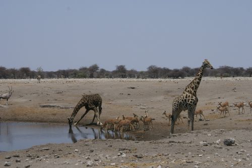 giraffe drink water hole