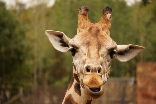 giraffe eyes ears