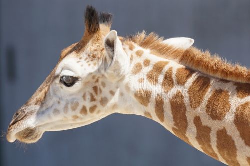 giraffe young animal ruminant