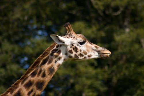 africa wildlife zoo