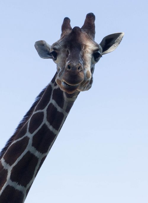 giraffe eyes fur