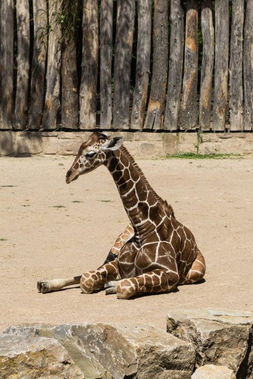 giraffe concerns fur